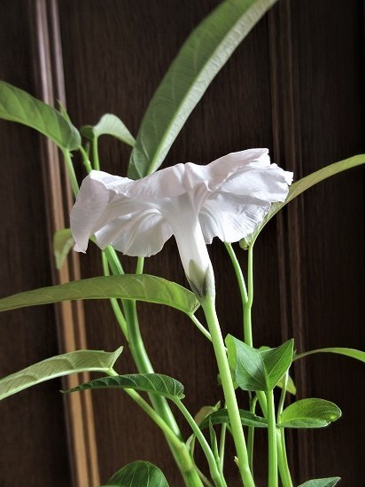 空芯菜の花 の んびり 空芯菜の花 の んびり