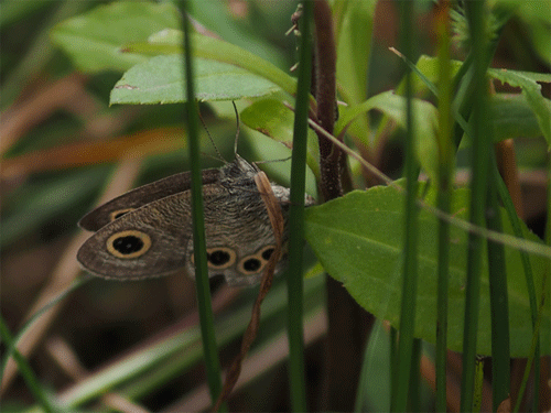 b0053192_15125210.gif