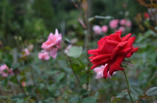 f0372392_16031972.jpg