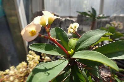 f0203094_10362624.jpg
