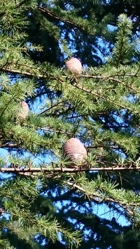 e0351303_20312534.jpg