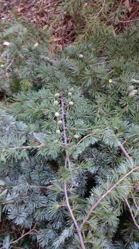 e0351303_20321539.jpg