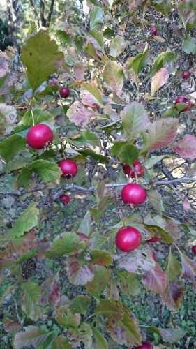 e0351303_20413739.jpg