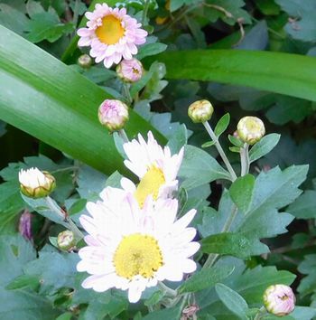 季節の花　＠自宅の庭　2017/11/3～11/8_b0044404_08501173.jpg