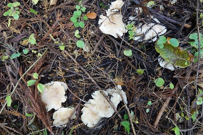 f0360815_15531711.jpg