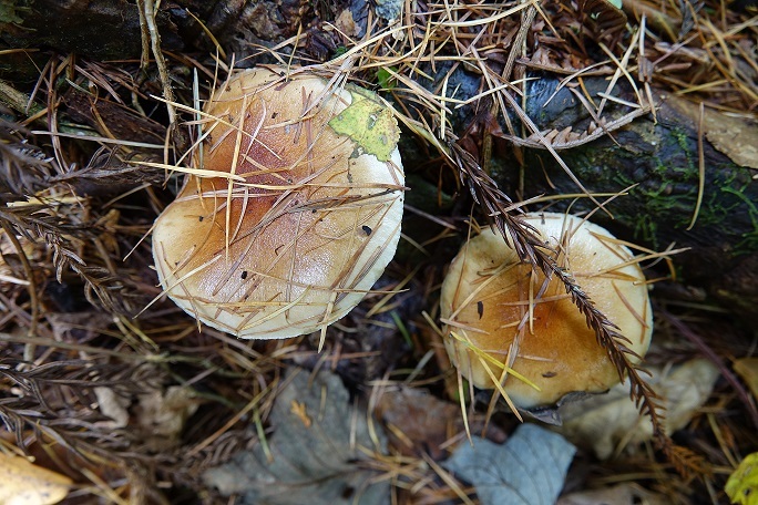 f0360815_15531793.jpg