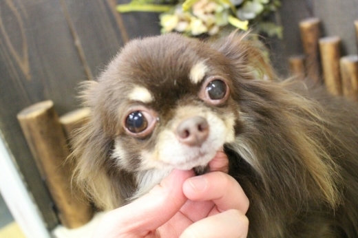 10月31日にご来店のわんちゃんです！！_b0130018_20063100.jpg