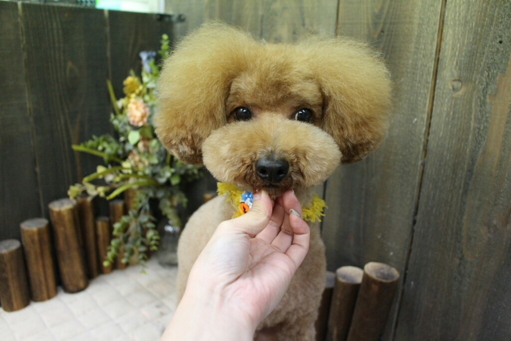 10月29日ご来店のわんちゃんです！！_b0130018_21404519.jpg