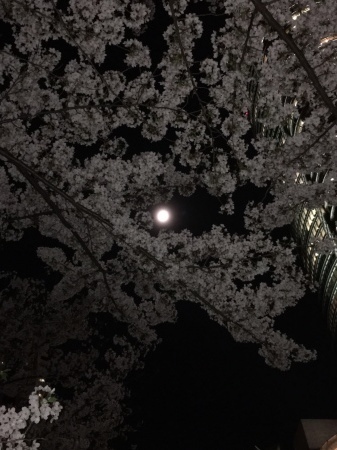 夜桜_d0155437_13205687.jpg