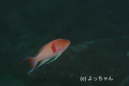 b0163039_14553220.jpg