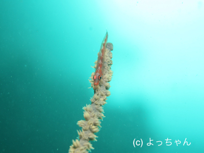 b0163039_14553906.jpg