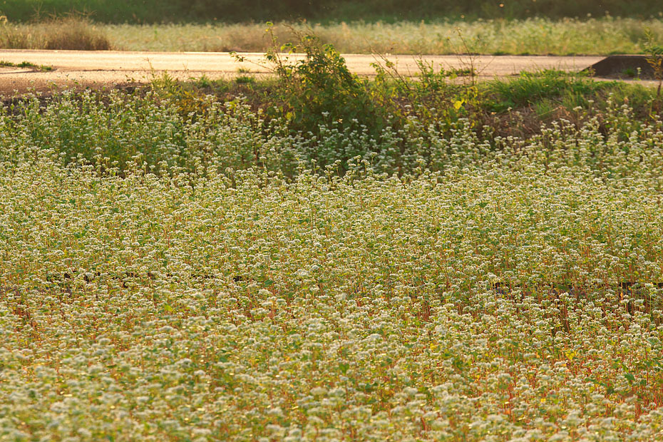 c0067040_22283044.jpg