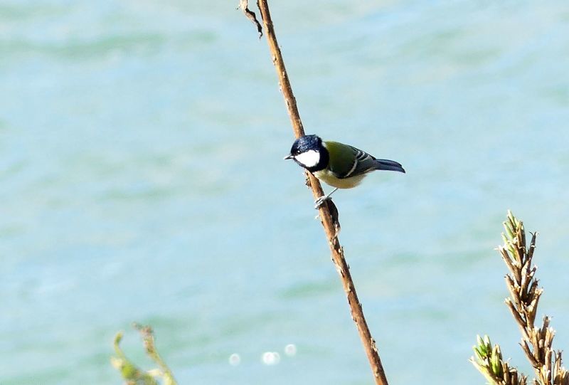 ジョウビタキ・ホオジロ・・浅川（八王子）_d0354344_11145223.jpg