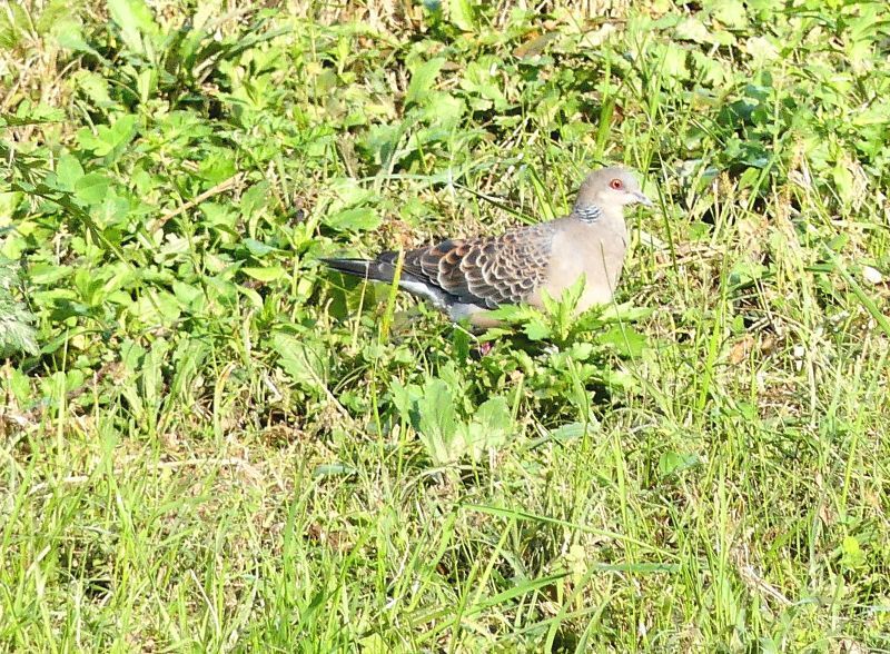 ジョウビタキ・ホオジロ・・浅川（八王子）_d0354344_11164154.jpg