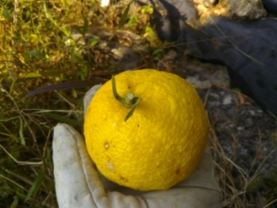 c0330749_11571352.jpg