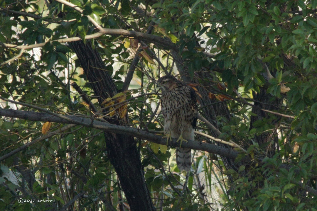 bird＊105  オオタカ幼鳥_e0365050_17103261.jpg