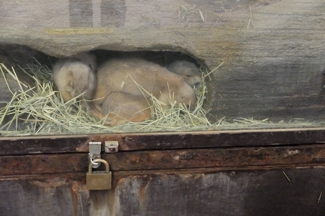 円山動物園で出会ったコ達_d0356852_21431928.jpg