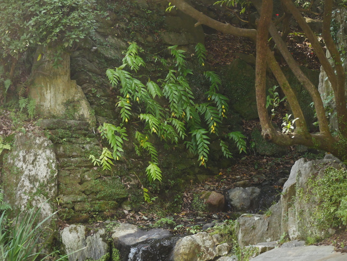 　　紅葉渓庭園にて_b0093754_22333459.jpg