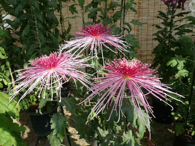 c0043055_22361473.jpg