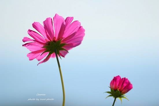 爽やかハートのコスモス ちぎれた花びらを見て感じたこと 静かな時間