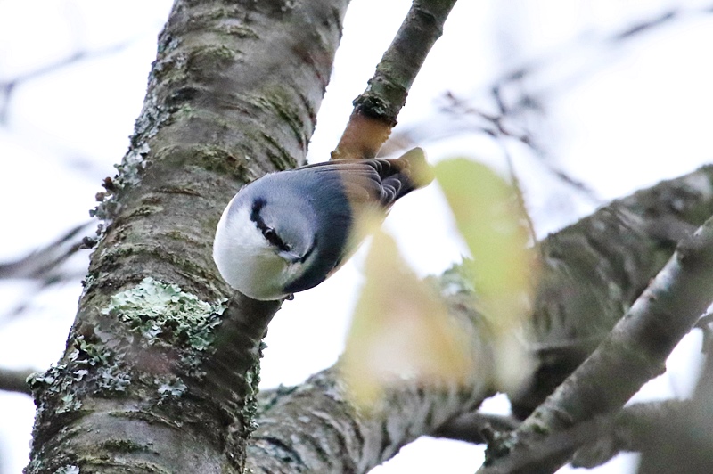 富士山麓の鳥さん♪_a0167759_1055196.jpg