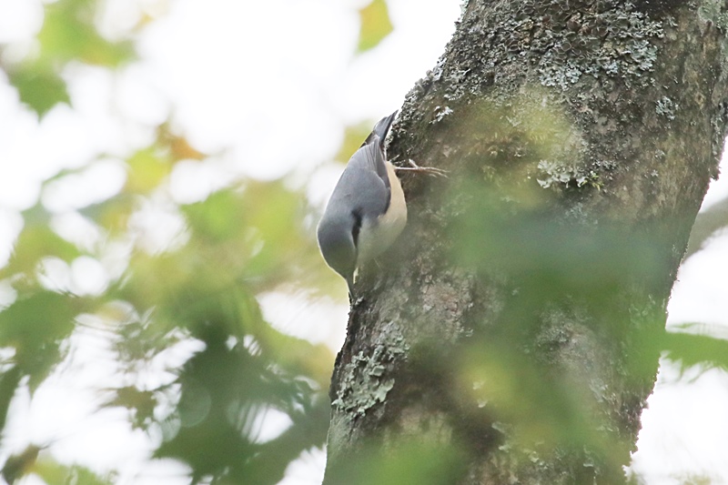 富士山麓の鳥さん♪_a0167759_10565067.jpg