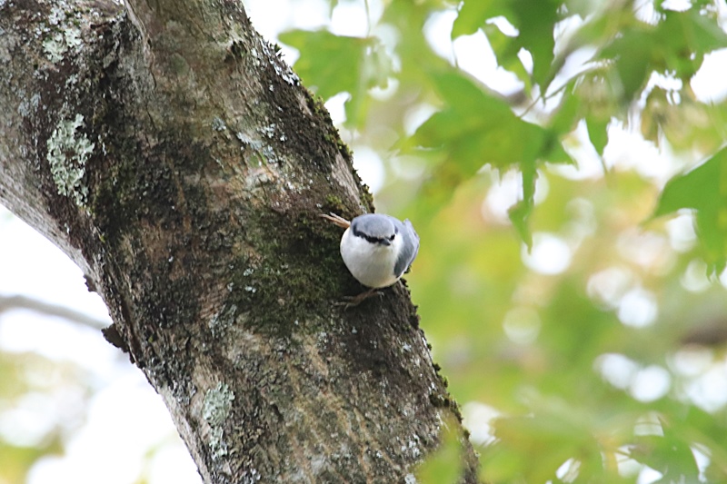 富士山麓の鳥さん♪_a0167759_10574417.jpg