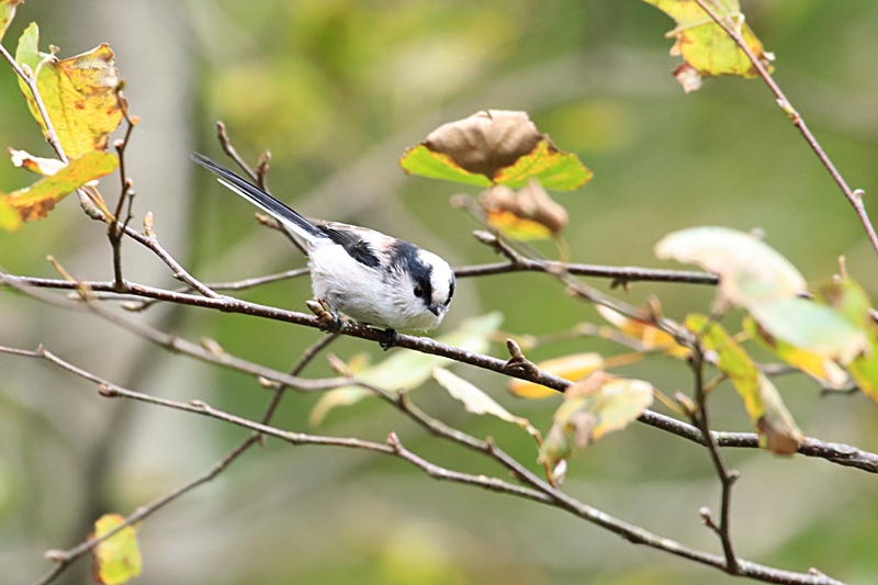 富士山麓の鳥さん♪_a0167759_1059355.jpg