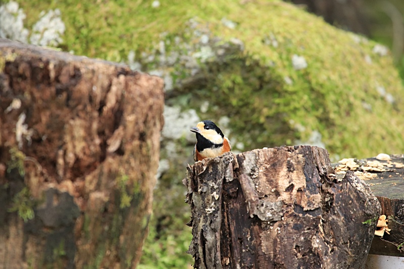 富士山麓の鳥さん♪_a0167759_10595488.jpg