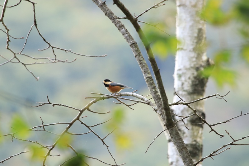 富士山麓の鳥さん♪_a0167759_1105939.jpg