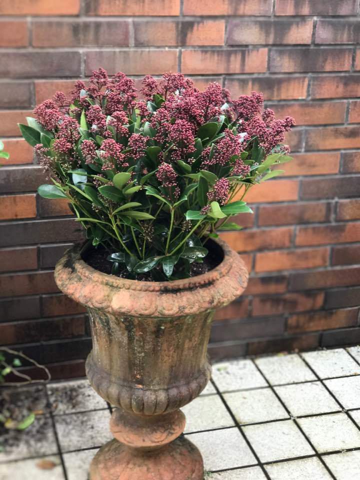 台風が来たので、今年は、植え替え依頼が早くて毎日、植え替えに走っています・・_b0137969_23155860.jpg