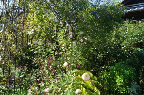 e0181373_21493698.jpg