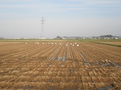 田んぼの中で羽を休めるハクチョウの群れがいたぞ。_b0080882_205587.jpg