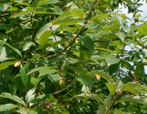 b0123486_11315017.jpg