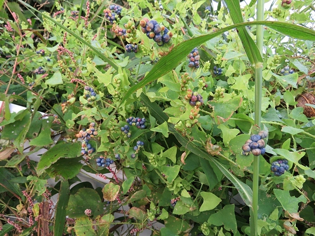 f0357487_21032021.jpg