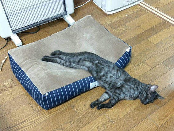 まだまだ続くカニさんブーム♬_d0071596_23305963.jpg