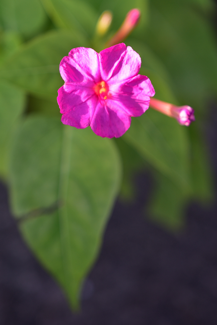 c0049299_22462225.jpg