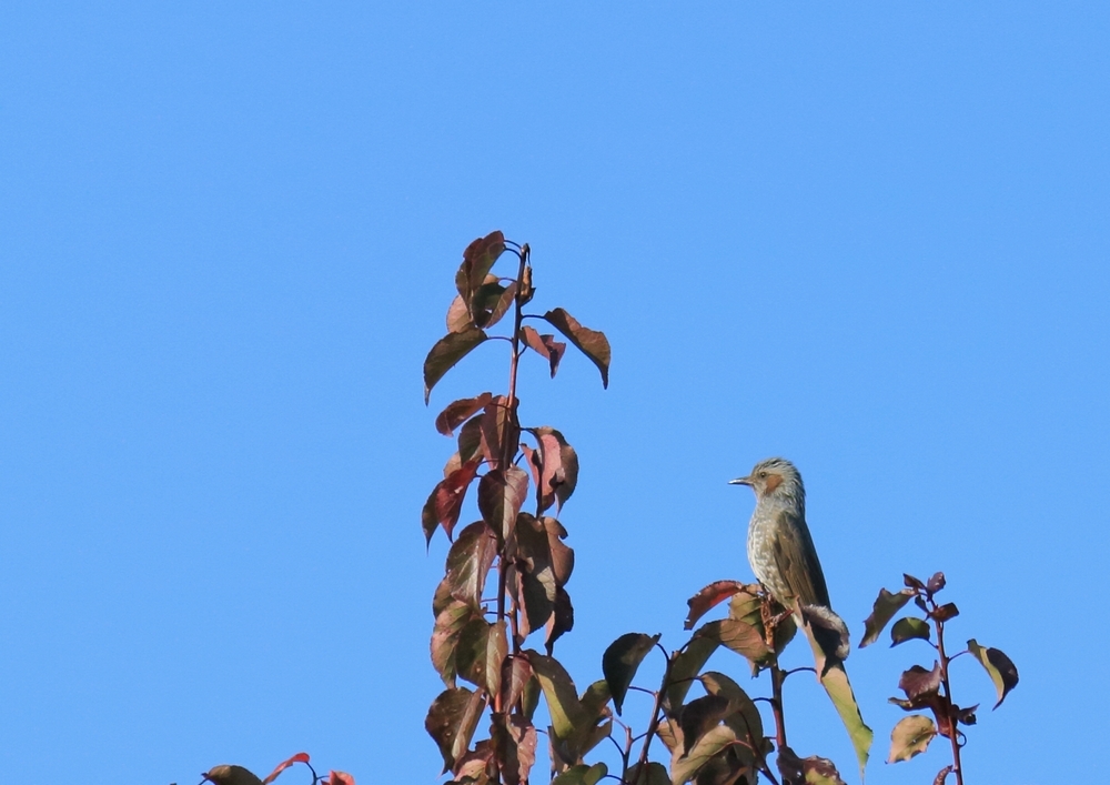 11月3日 土淵川 探鳥会_e0327805_12250812.jpeg