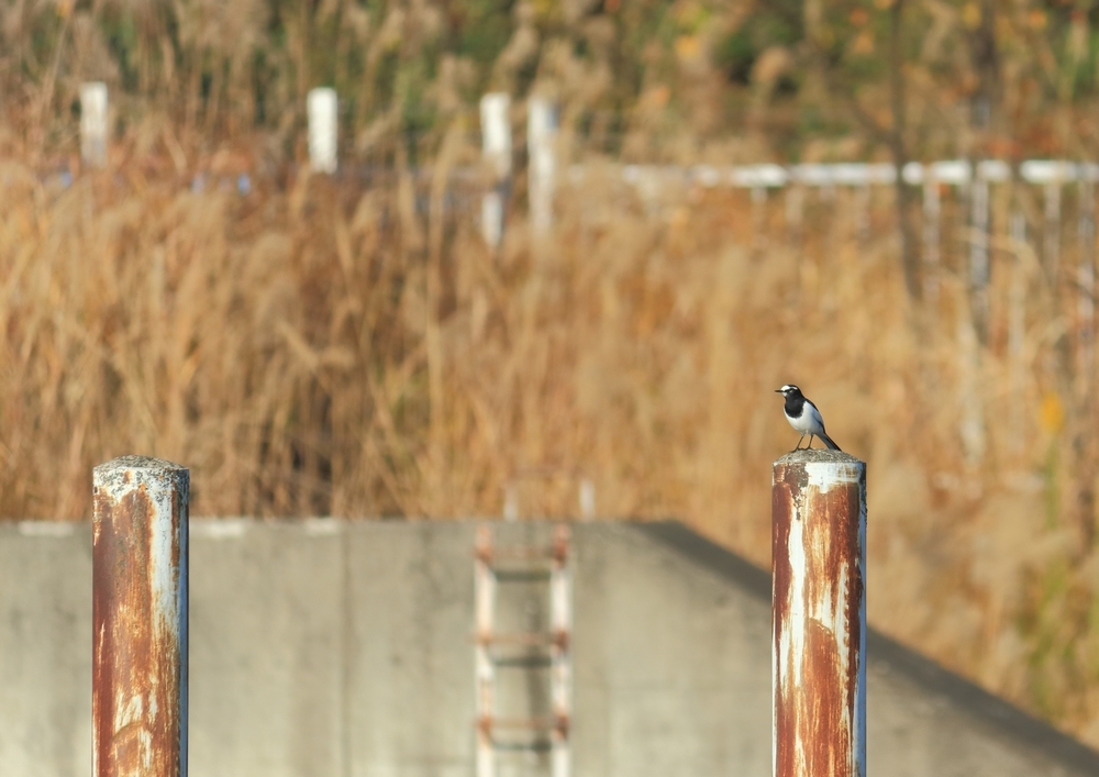 11月3日 土淵川 探鳥会_e0327805_12262713.jpeg