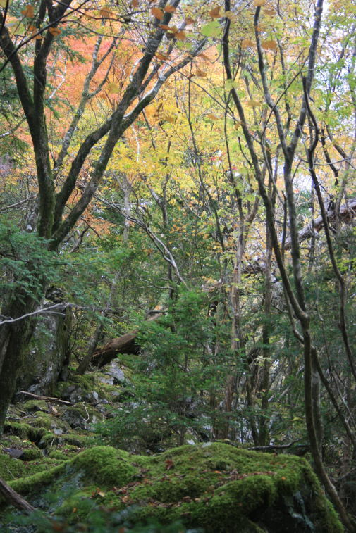#山犬嶽へ紅葉を見に!!_a0136507_21102883.jpg