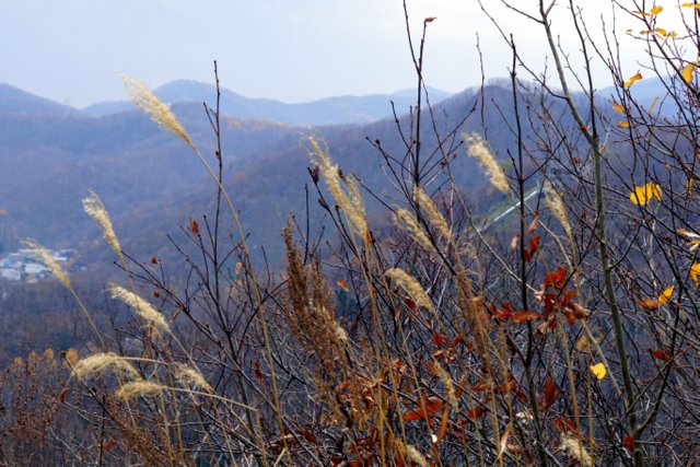 2017年11月3日(金・祝) 三角山(標高311m)_a0345007_17151428.jpg