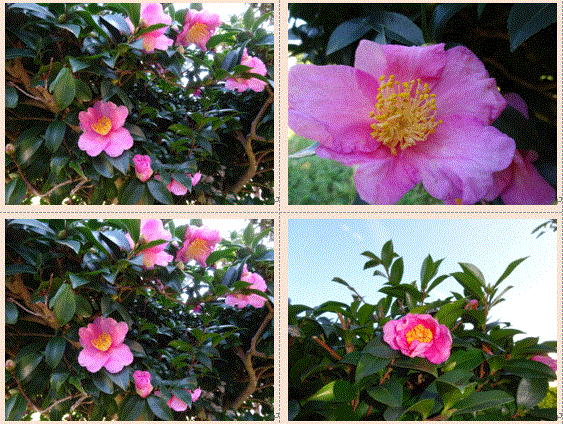 f0231709_14291289.gif