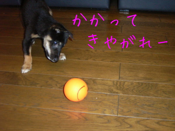 f0369014_15362367.jpg