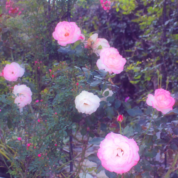 a0329820_00275380.jpg