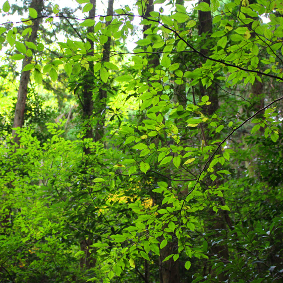 a0329820_12453947.jpg