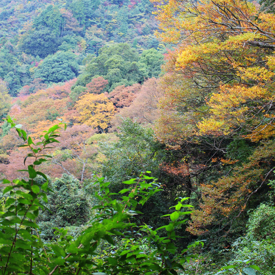 【宇佐神宮御神体】Vol.1  御許山へ最短コースから登る【大元神社】_a0329820_12455137.jpg