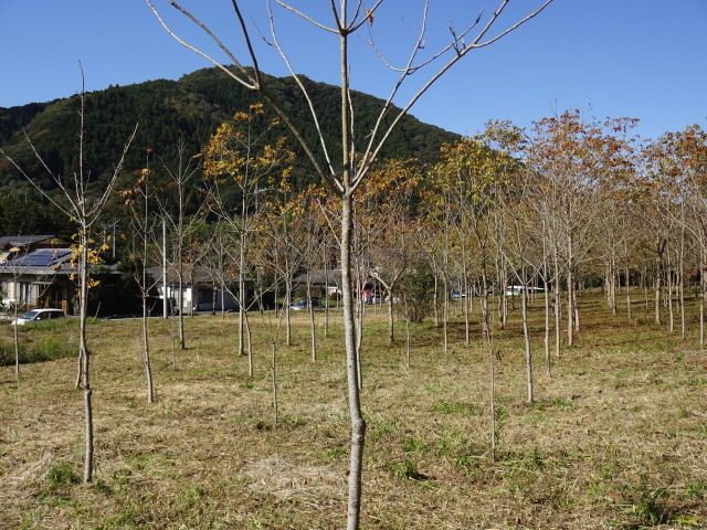 c0141223_17375099.jpg