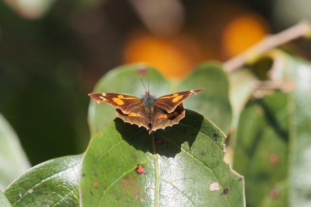 カキノキにテングチョウ_c0369423_20454731.jpg