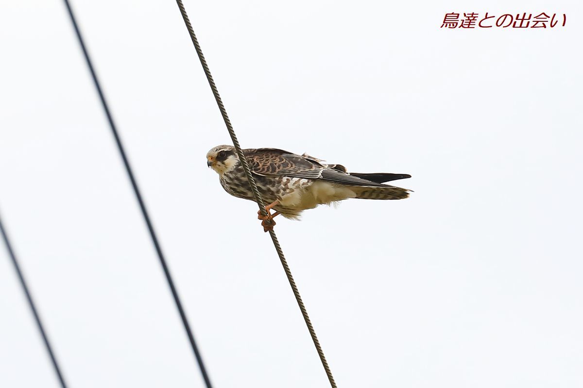 アカアシチョウゲンボウ幼鳥・・・Amur Falcon　juv._e0139623_19294848.jpg