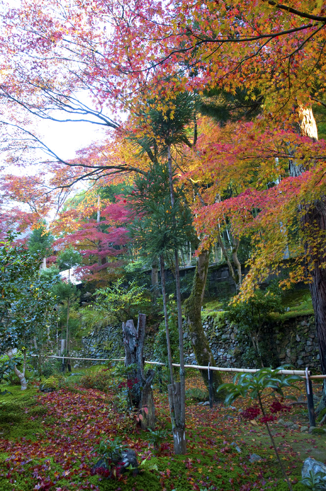 2010年11月20日、京都､ダイジェスト版_e0367330_17452494.jpg